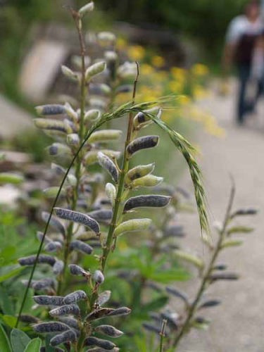 ���s�i�X�i�͌��΁j