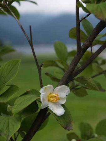 �i�c�c�o�L�i�͌��΁j