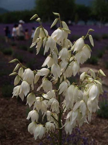 ���b�J�i�͌��΁j