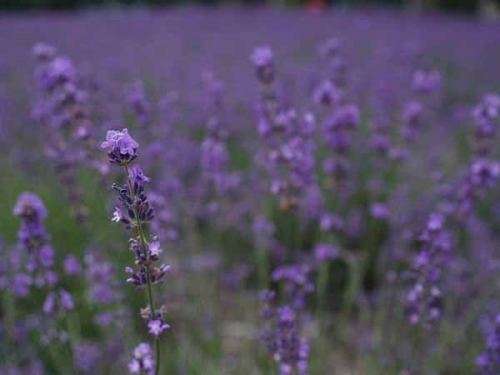 ���x���_�[�i�͌��΁j