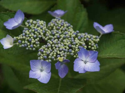 �K�N�A�W�T�C�i�͌��΁j