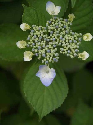 �K�N�A�W�T�C�i�͌��΁j