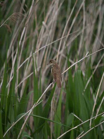 �I�I���V�L���i�͌��΁j