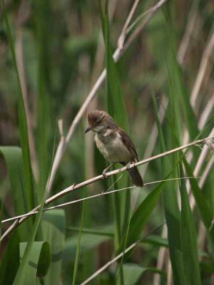 �I�I���V�L���i�͌��΁j