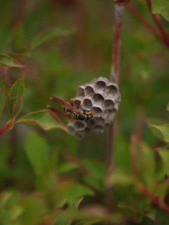 �X�Y���o�`�i�͌��΁j