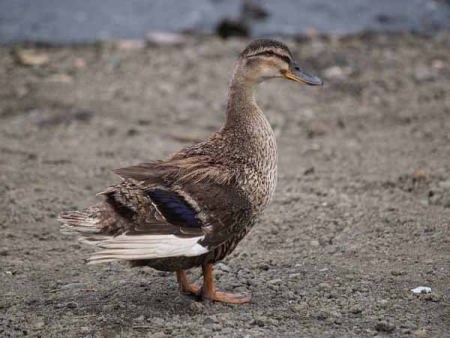 �J���K���i�͌��΁j