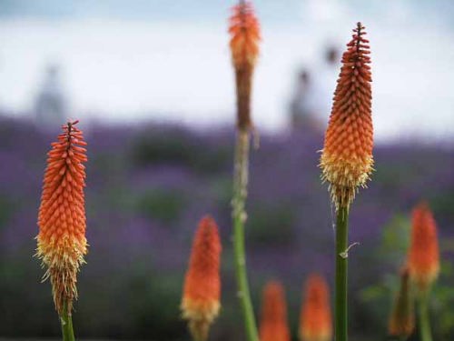 �g���g�}�i�͌��� ��Ό����j