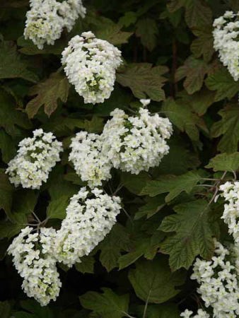 �J�V���o�A�W�T�C�i�͌��� ��Ό����j