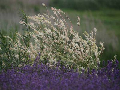 ���x���_�[�i�͌��� ��Ό����j