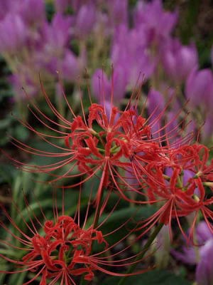 �q�K���o�i�i��a��s �����{�L�O�����j