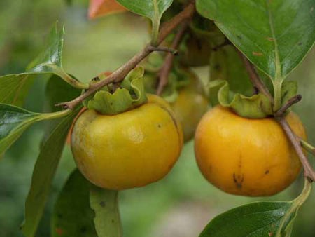 �J�L�i��a��s �����{�L�O�����j