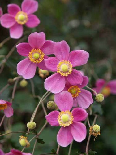 �V���E���C�M�N�i��a��s �����{�L�O�����j