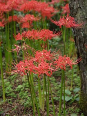 �q�K���o�i�i��a��s �����{�L�O�����j