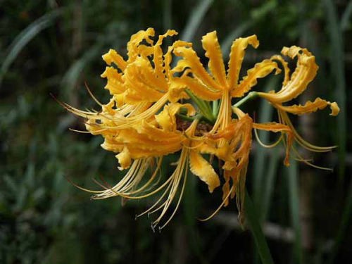 リコリス(御殿場市 秩父宮記念公園)