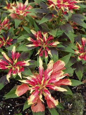 �n�Q�C�g�E�i��a��s �����{�L�O�����j