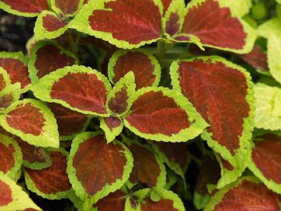 �j�V�L�W�\�i��a��s �����{�L�O�����j