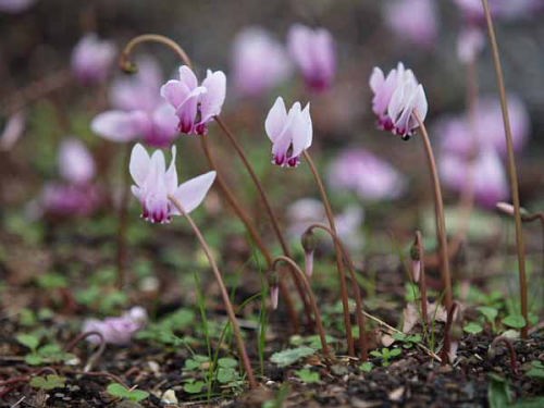 �V�N�������i��a��s �����{�L�O�����j