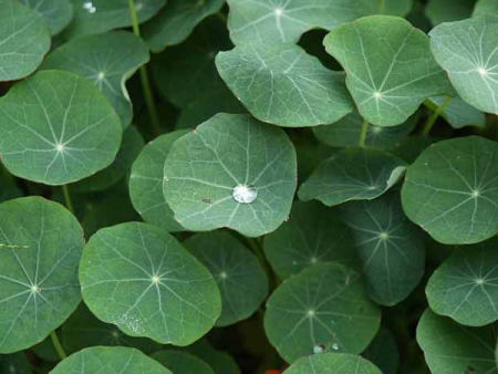 �m�E�[���n�����i��a��s �����{�L�O�����j