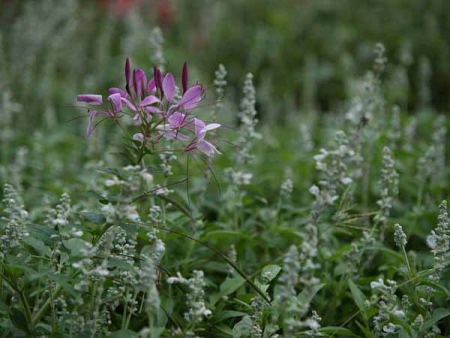 �N���I���i��a��s �����{�L�O�����j