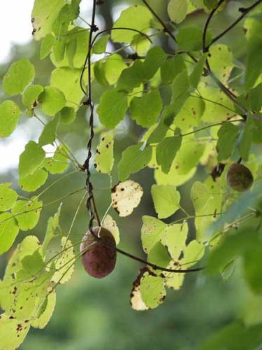 ���x�i��a��s �����{�L�O�����j