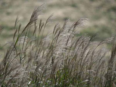 �X�X�L�i������Ό������j