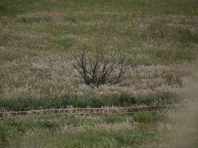 �X�X�L�i������Ό������j