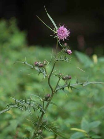 �A�U�~�i��Ό��������B�W�^�[�Z���^�[�j