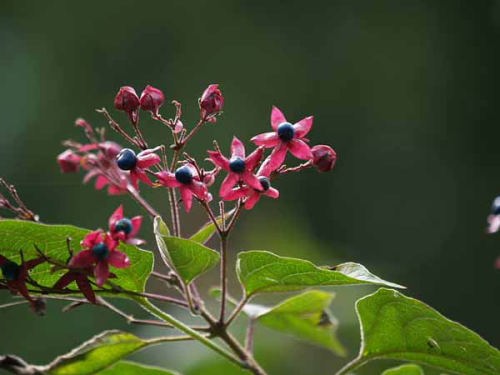 �N�T�M�i��Ό��������B�W�^�[�Z���^�[�j