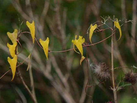 ���}�m�C���i��Ό��������B�W�^�[�Z���^�[�j