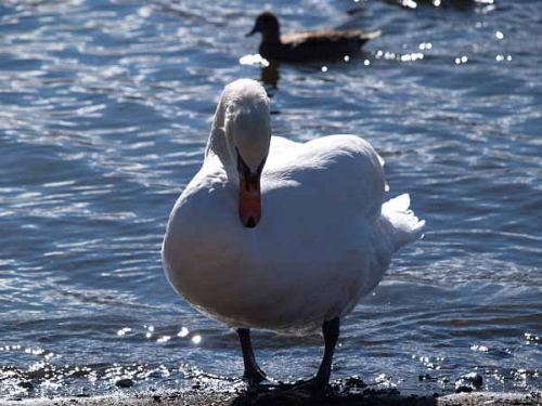 �R�u�n�N�`���E�i�R���Δȁj