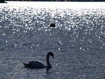 �R�u�n�N�`���E�i�R���Δȁj