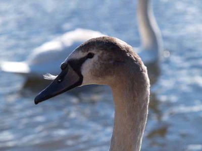 �R�u�n�N�`���E�i�R���Δȁj