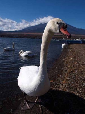 �R�u�n�N�`���E�i�R���Δȁj