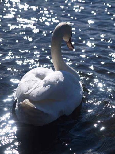 �R�u�n�N�`���E�i�R���Δȁj