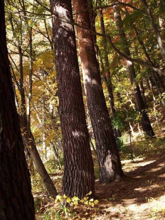 �g�t�i�͌��Δȁj