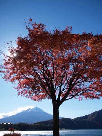 �g�t�i�͌��Δȁj