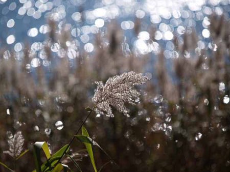 �g�t�i�͌��Δȁj