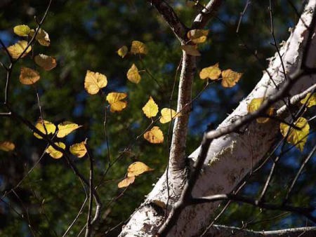 �g�t�i�͌��Δȁj