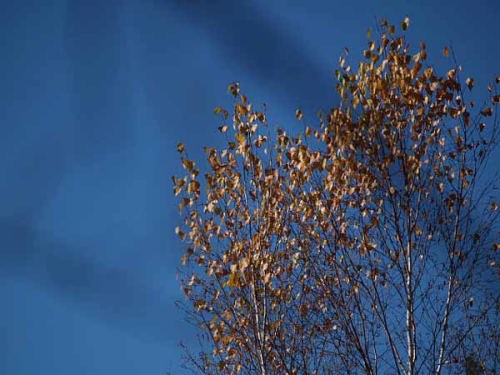 �g�t�i�͌��Δȁj