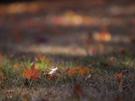 �g�t�i�͌��΃r���[�z�e���j