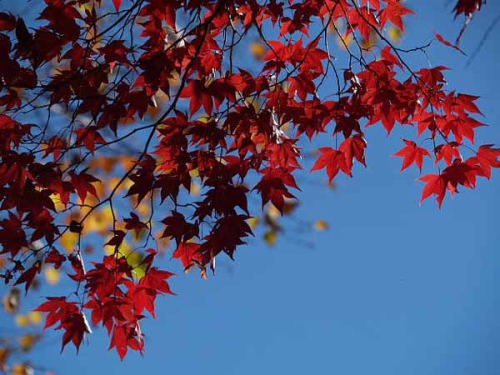 �g�t�i�͌��΃r���[�z�e���j