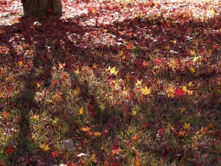 �g�t�i�͌��΃r���[�z�e���j