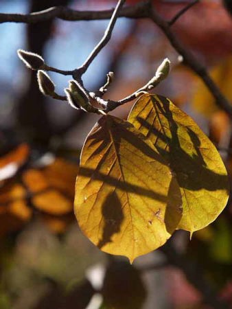 �n�N���N�����i�͌��΃r���[�z�e���j