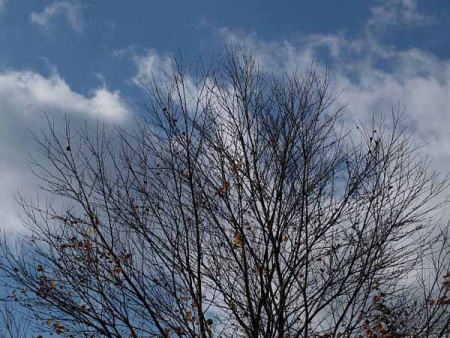 (�C�P�����R����)