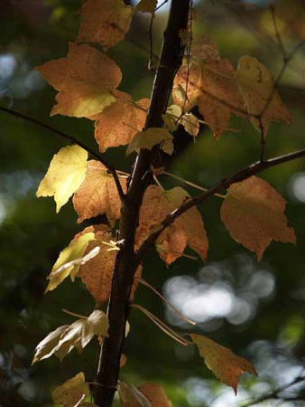 (�C�P�����R����)