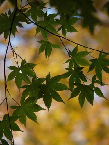 (�C�P�����R����)