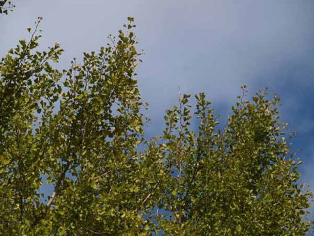 (�C�P�����R����)