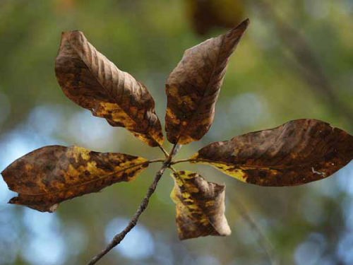 (�C�P�����R����)