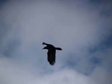 (�C�P�����R����)