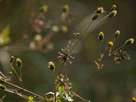 (�C�P�����R����)